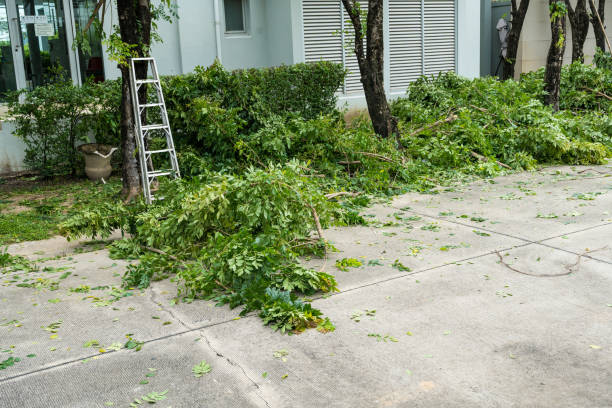 Tree and Shrub Care in New Wilmington, PA